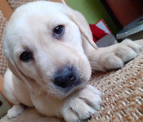 Labrador Retriever Piekny Szczeniak Gotowy Do Odbioru Zaszczepiony