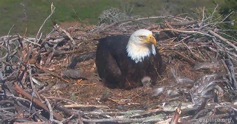 Live Webcam Shows Bald Eagle Chicks On Socals Channel Islands National