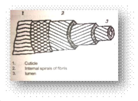 Cotton Molecular Structure