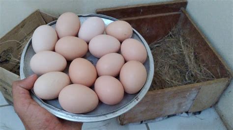 Colocando Ovos Das Galinhas Caipira Pra Chocar Ovos Novinhos