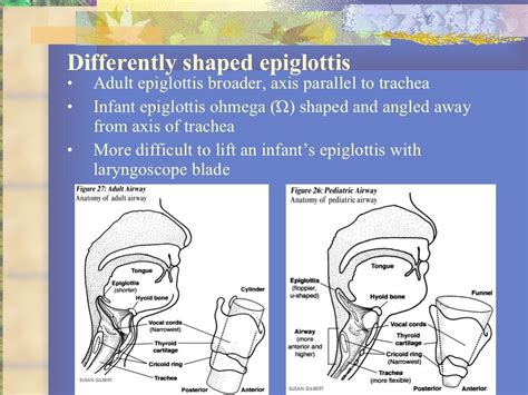 18 Basics Of Pediatric Airway Anatomy Physiology And Management