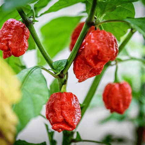 Trinidad Moruga Scorpion Hot Pepper Plant GrowJoy