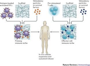 Synthetic Immune Niches For Cancer Immunotherapy Nature Reviews