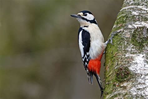 Buntspecht Foto & Bild | natur, tiere, vögel Bilder auf fotocommunity