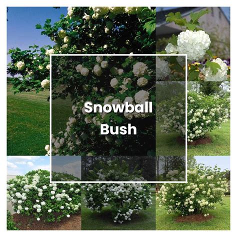 How to Grow Snowball Bush - Plant Care & Tips | NorwichGardener