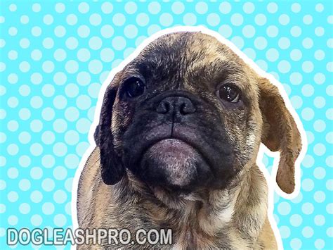 English Bulldog Pug Mix Bull Pug Complete Guide Dog Leash Pro
