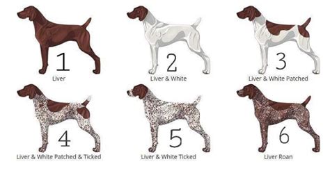 Bird Dog Breeds Chart