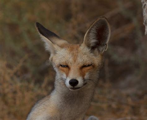 Cute Red Fox Close Up Portrait Stock Image - Image of golden ...