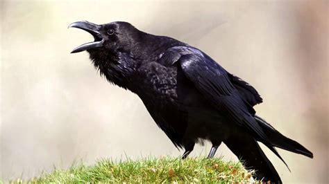 Raven Bird Photography