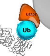 Signal Seeker Ubiquitination Enrichment Kit Immuno Precipitation