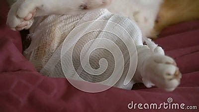 Injured Cat`s Leg with Bandage Next To Medical Treatment Tools Stock Footage - Video of recovery ...