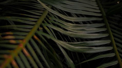 Leaves Plant Dark Branches Palm 4k Hd Wallpaper