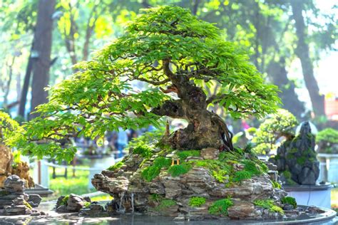 What Is The Chinese Art Of Penjing It S Not The Same As Bonsai