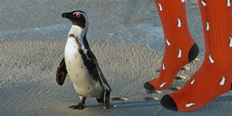 Funky Socks South Africa T Boxes That Protect Wildlife