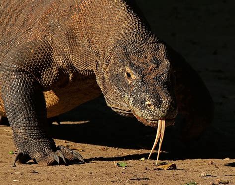 Parque Nacional de Komodo - Viaje al Patrimonio