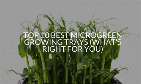 Top 10 Best Microgreen Growing Trays (What's Right For You) - Soak And Soil