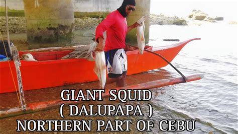 Giant Squid Dalupapa Northern Part Of Cebu YouTube