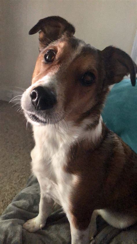 Jack Russell Terrier Border Collie Mix Dog For Adoption in Binghamton NY - Adopt Bentley