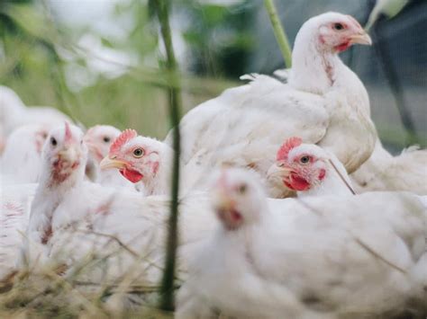 Chicken Prices In Hyderabad Skyrocket