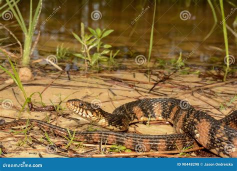 Banded Water Snake Stock Photo Image Of Animal Beautiful 90448298