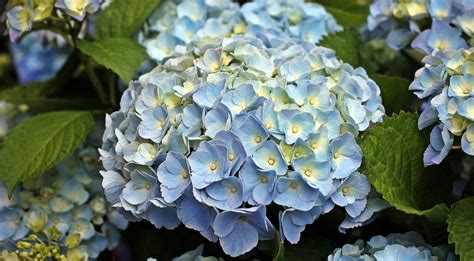 Hortensia Uitgebloeide Bloemen Snoeien Bloemen