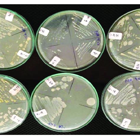 Representative Cellulose Degrading Isolates Obtained On CMC Agar Plates