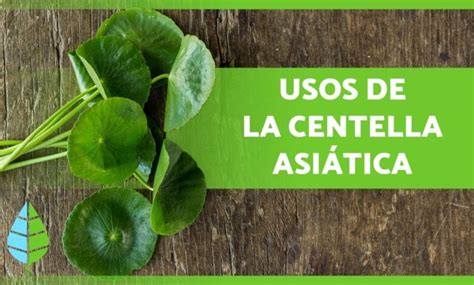 Centella Asiática Propiedades Y Beneficios