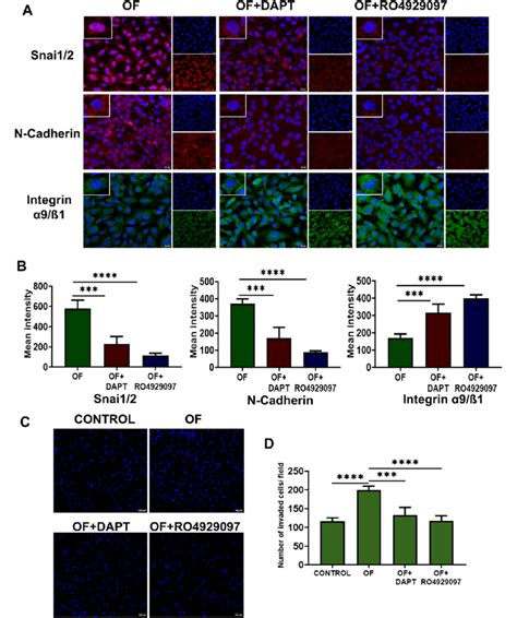 Gamma Secretase Inhibitors Gsi Modulate Oscillatory Shear Induced