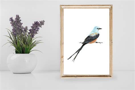 Scissor-tailed Flycatcher Scissortail Print State Bird of - Etsy