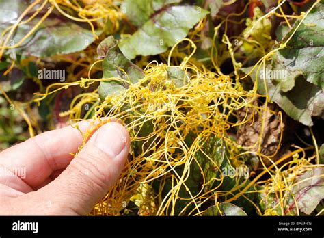 Dodder Auf Rote Beete Blatt Parasit Re Pflanze Cuscuta Sp