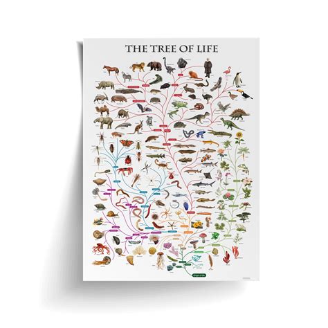 Tree Of Life Evolution Poster