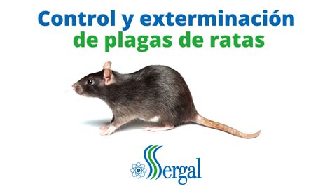 Control y exterminación de las plagas de ratas SERGAL