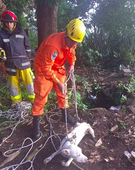 Rescatan A Perrito Que Cayó En Un Pozo De 15 Metros En Usulután