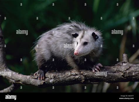 Opossum in tree fotografías e imágenes de alta resolución Alamy