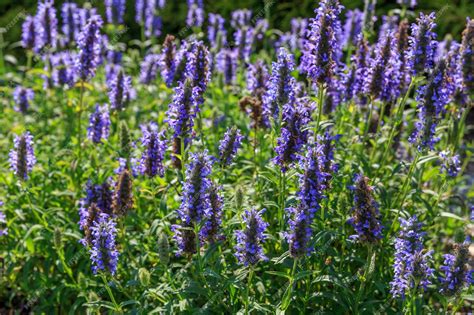 Blue Salvia Landscaping