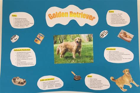 Plakate Golden Retriever – Grundschule am Wartberg