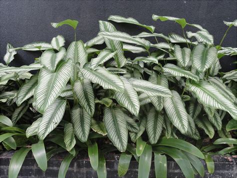 La Doctora De Las Plantas Las Plantas De Follaje Vistoso Son