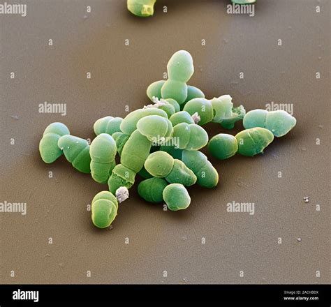 Staphylococcus Epidermidis Bacteria Coloured Scanning Electron Micrograph Sem Of Clusters Of