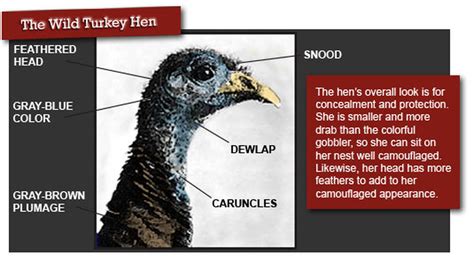 Gobbler vs Hen - The Anatomy of a Turkey