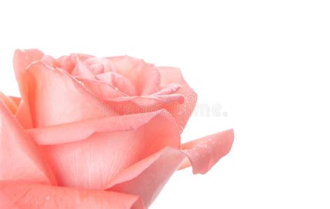 Single Beautiful Fresh Pink Rose In Glass Vase Isolated On White