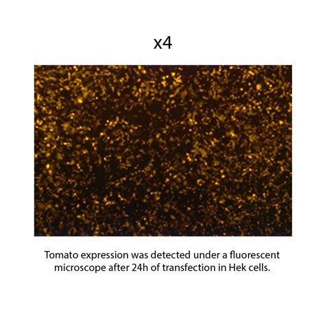 Tomato Mrna Reporter Gene Mrnas