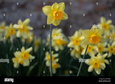 Spring Daffodils In Full Bloom In The Grounds Of Waterperry Gardens In