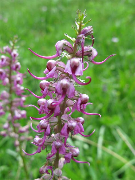 Pedicularis Groenlandica Retz Plants Of The World Online Kew Science