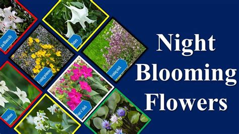 Top Night Blooming Flowers Flowers That Bloom At Night