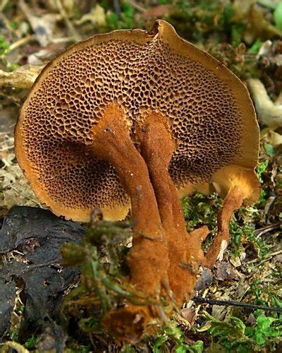 Shiny Cinnamon Polypore Coltricia Cinnamomea · Inaturalist Canada