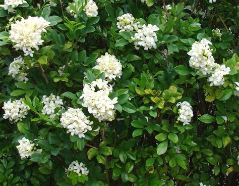 Modern Plants Live Murraya Paniculata Kamini Kunti Manokamini Flower