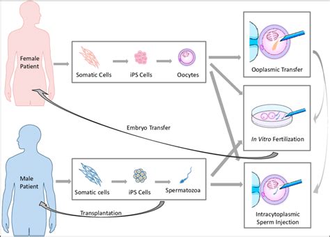 The Potential Reproductive Uses Of Ips Cell Based Germ Cells