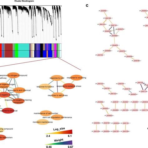 The Co Expression Modules Of Bgd And Bg A Gene Dendrogram