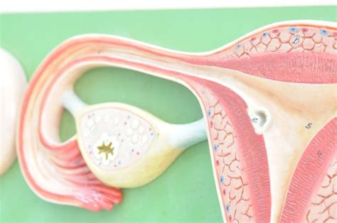 Structure and Function of the Ovaries - Facty Health