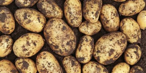 The French ‘non Traditional Potato Varieties Are ‘hard To Move